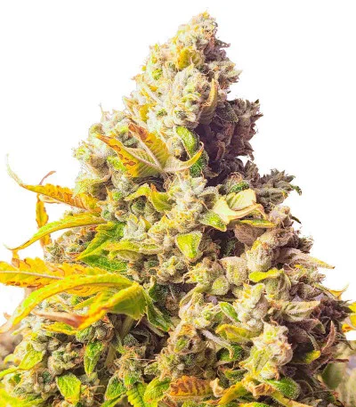 Jungle Breath fem