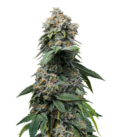 Motor Breath fem