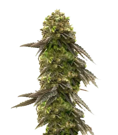 Bruce Banner # fem