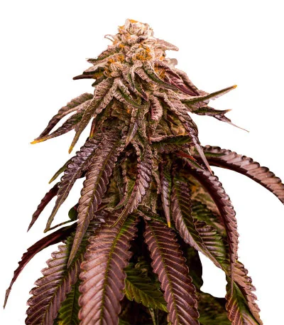 Dozywelly OG fem