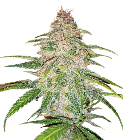 Mandarin Thuggee fem