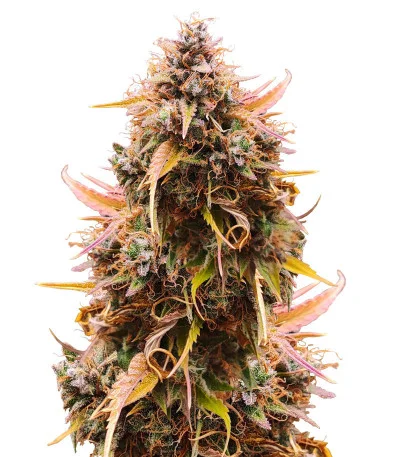 Mandarin Thuggee Auto fem