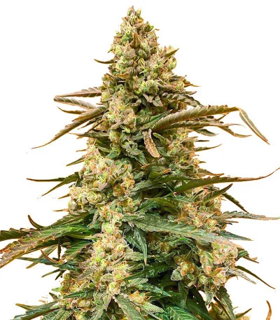 Sith OG fem