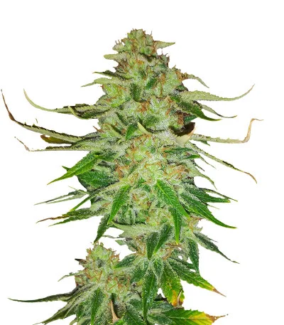 WiFi Kush fem