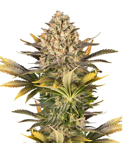 Banana Punch
