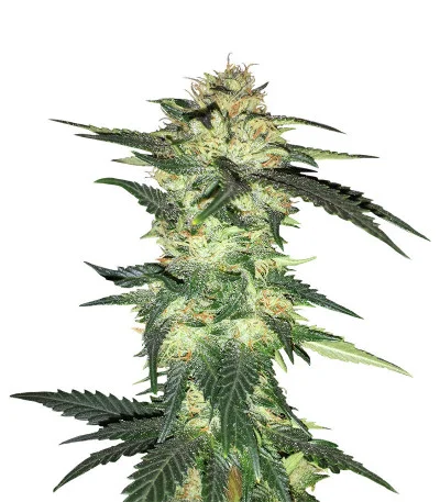 Blue Gelato 41 fem