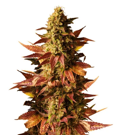 Gelato #45