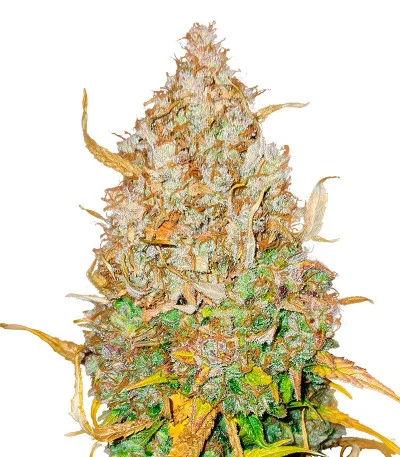 GMO Auto