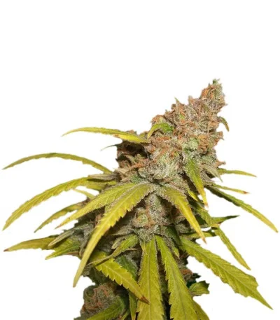 Pineapple Chunk fem