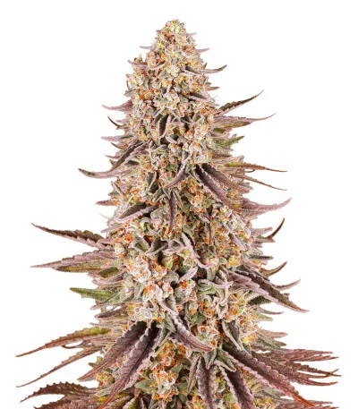 Sour Strawberry