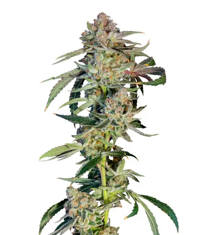 Super Boof fem
