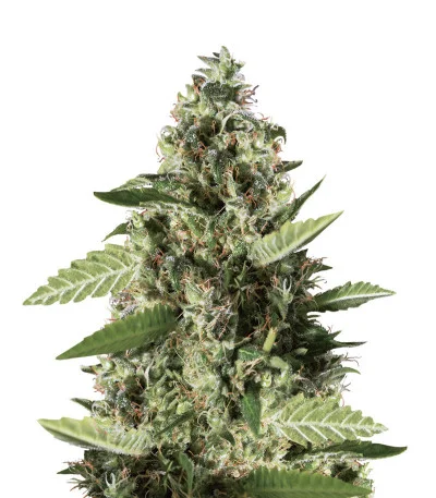 Bruce Banner #3 fem
