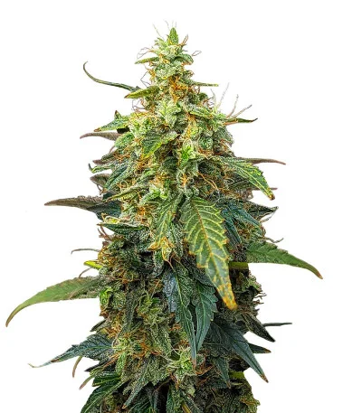Fat Bastard Auto