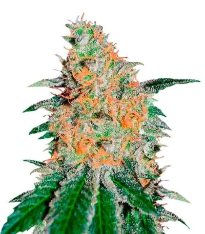 CBD JAM fem