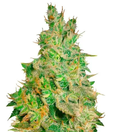 Critical Kali Mist fem