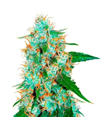 Critical Neville Haze 2.0 fem