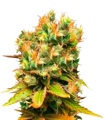 Honeybells fem