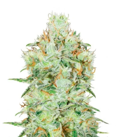 Jagg Kush fem