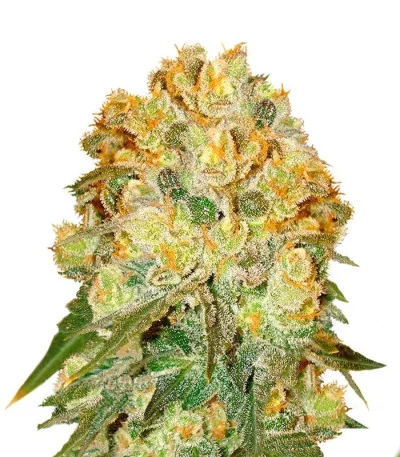 Marmalate fem