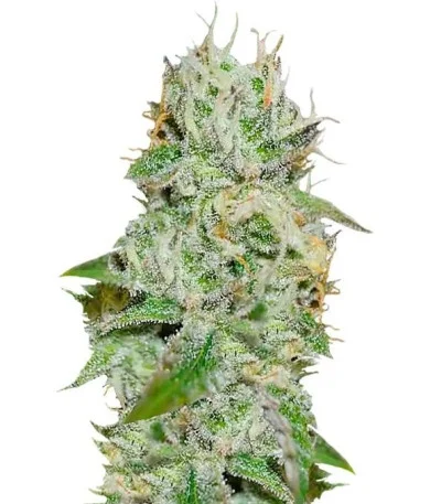 Original Juan Herer fem