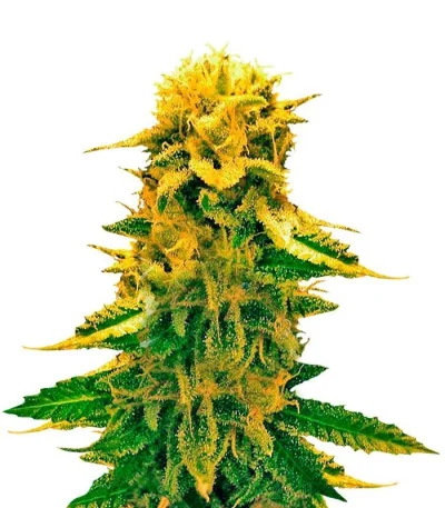 Sugar Black Rose Auto fem