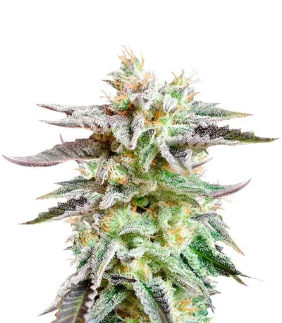 Sugar Black Rose fem