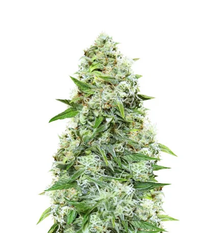 Chronic Ryder Auto fem