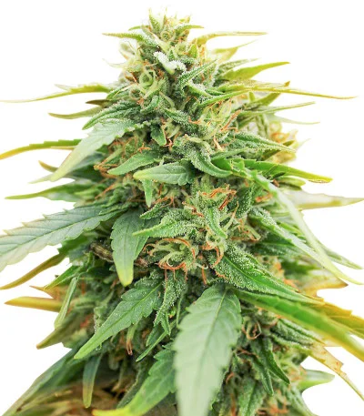 Deepforest Super Auto fem