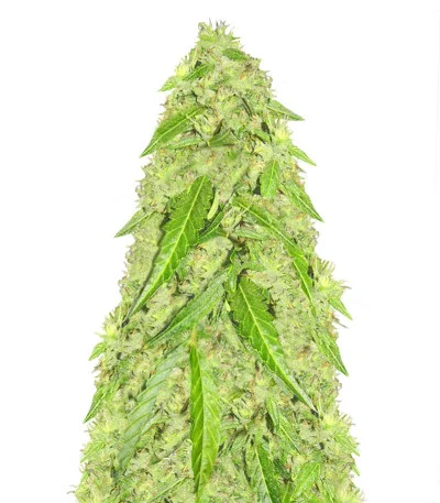Devotchka Auto fem