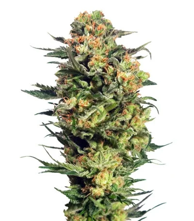 Armata Skunk
