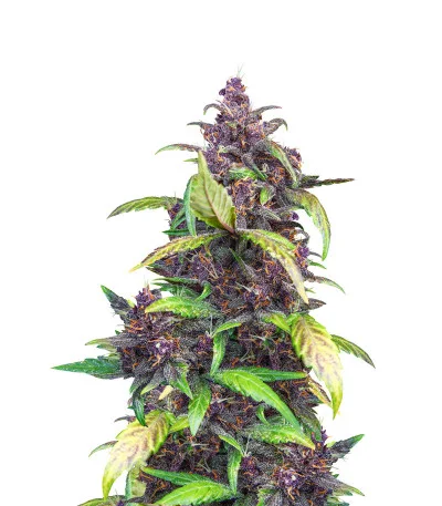 Auto Blackberry Kush fem