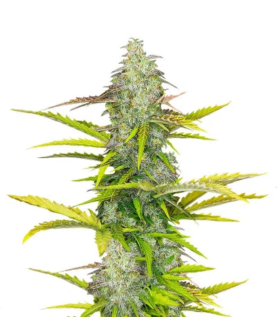 Auto Blueberry fem