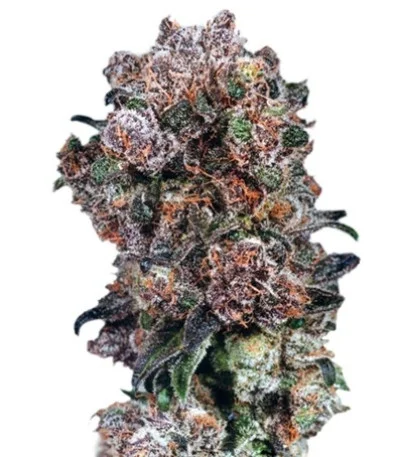 Blueberry regular