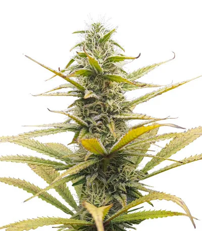 Auto Bruce Lemon Diesel