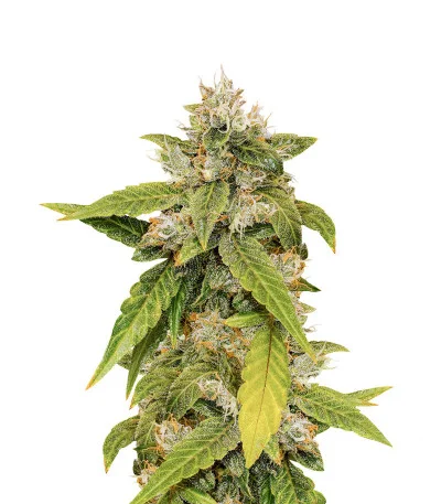 CBD Auto Charlotte’s Angel fem