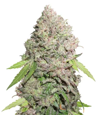 CBD Charlotte’s Angel fem