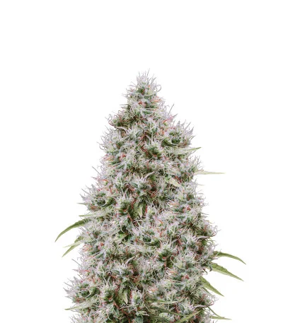 CBD Compassion fem
