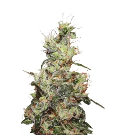 CBD Kush fem