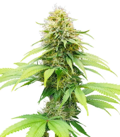 Auto CBG-Force