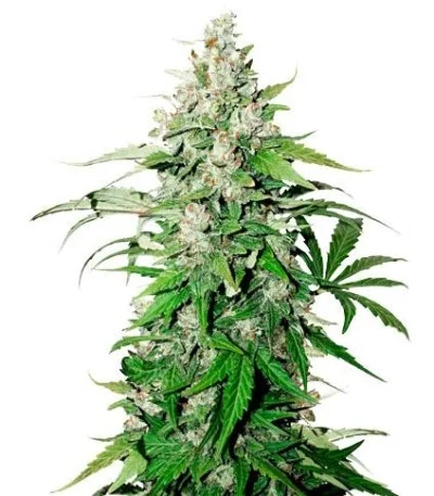 Auto Cinderella Jack fem