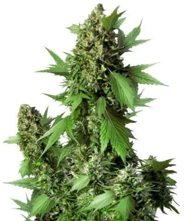 Auto Duck fem