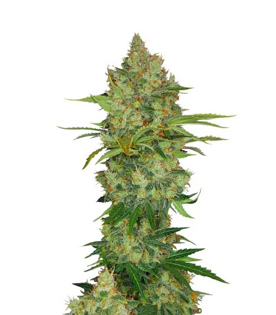 Auto Lemon Kix fem