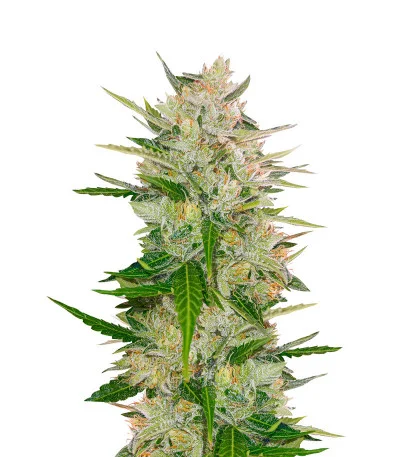 Auto Mazar fem