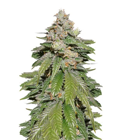 Auto Mokum's Tulip