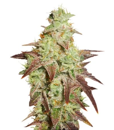 Auto Night Queen fem