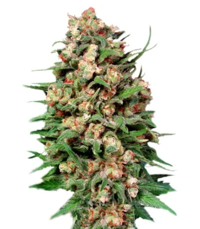 Skunk #1 regular