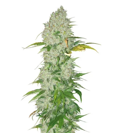 White Widow regular