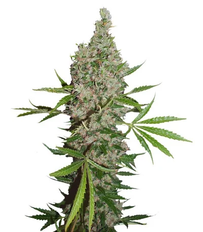 White Widow x The Ultimate regular
