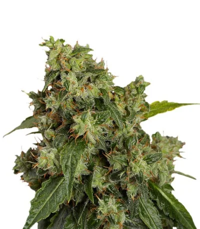 Auto Xtreme fem