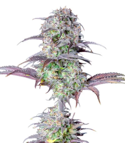 Blueberry Auto fem